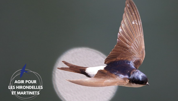 Agir pour les hirondelles et martinets